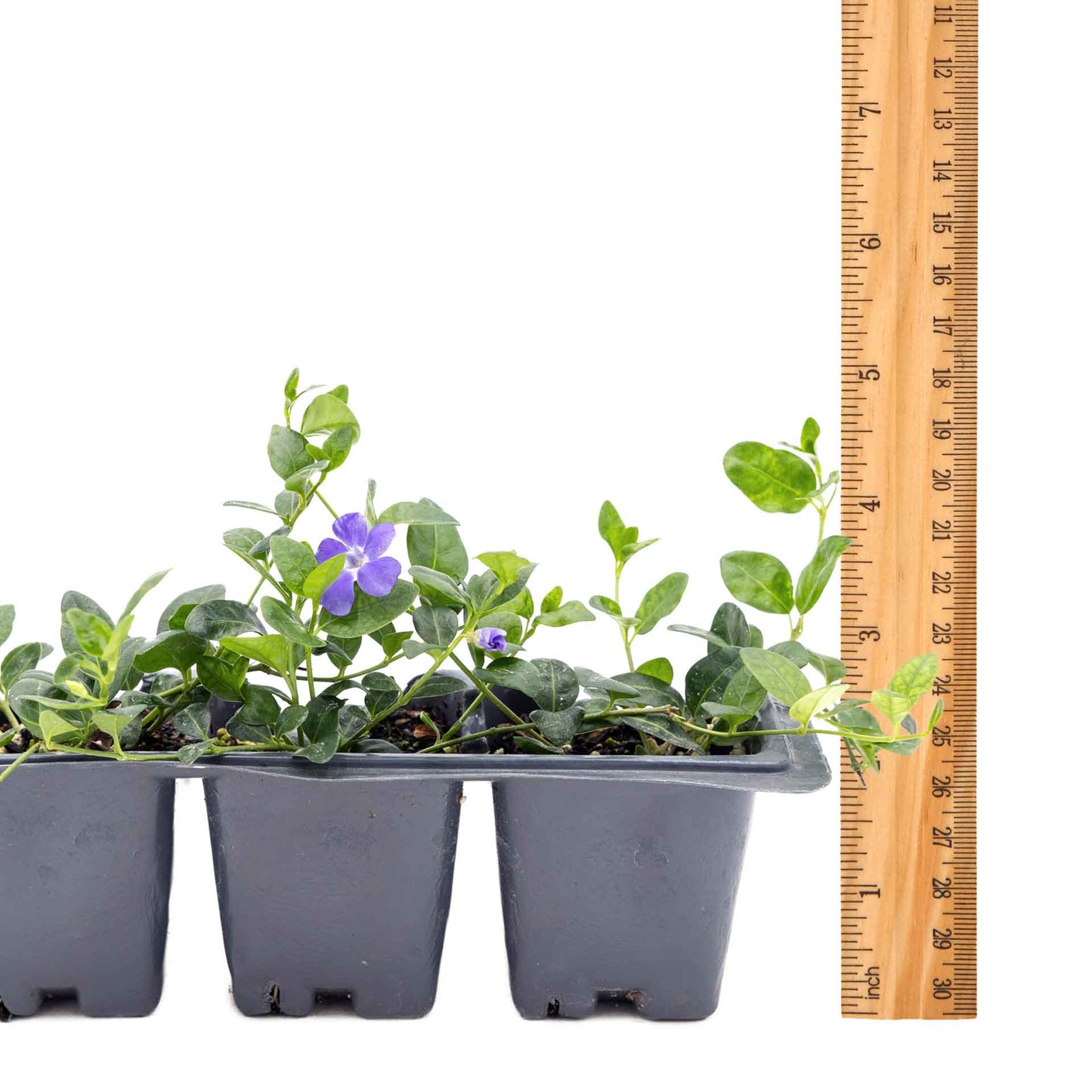 3 Common Blue Periwinkle Plants in 2.5" Cubes | Flowering Evergreen Groundcover | Spreading Shade Perennial for Landscaping (Vinca minor)
