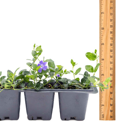 3 Common Blue Periwinkle Plants in 2.5" Cubes | Flowering Evergreen Groundcover | Spreading Shade Perennial for Landscaping (Vinca minor)