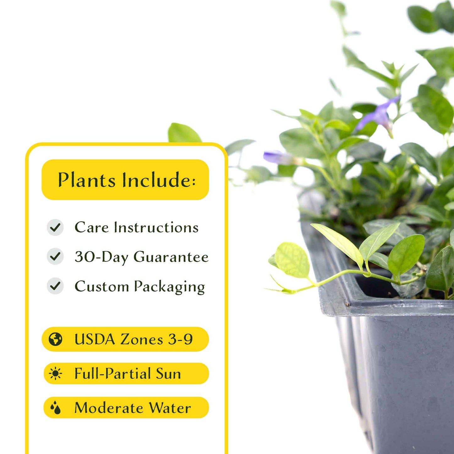 3 Common Blue Periwinkle Plants in 2.5" Cubes | Flowering Evergreen Groundcover | Spreading Shade Perennial for Landscaping (Vinca minor)