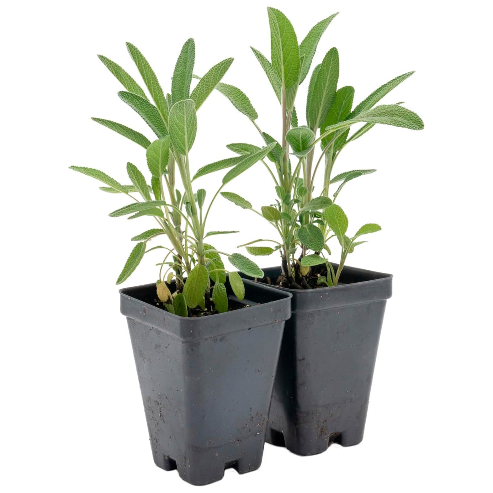 Common Sage | Live Herb in 2.5 Inch Nursery Cube | Salvia officinalis
