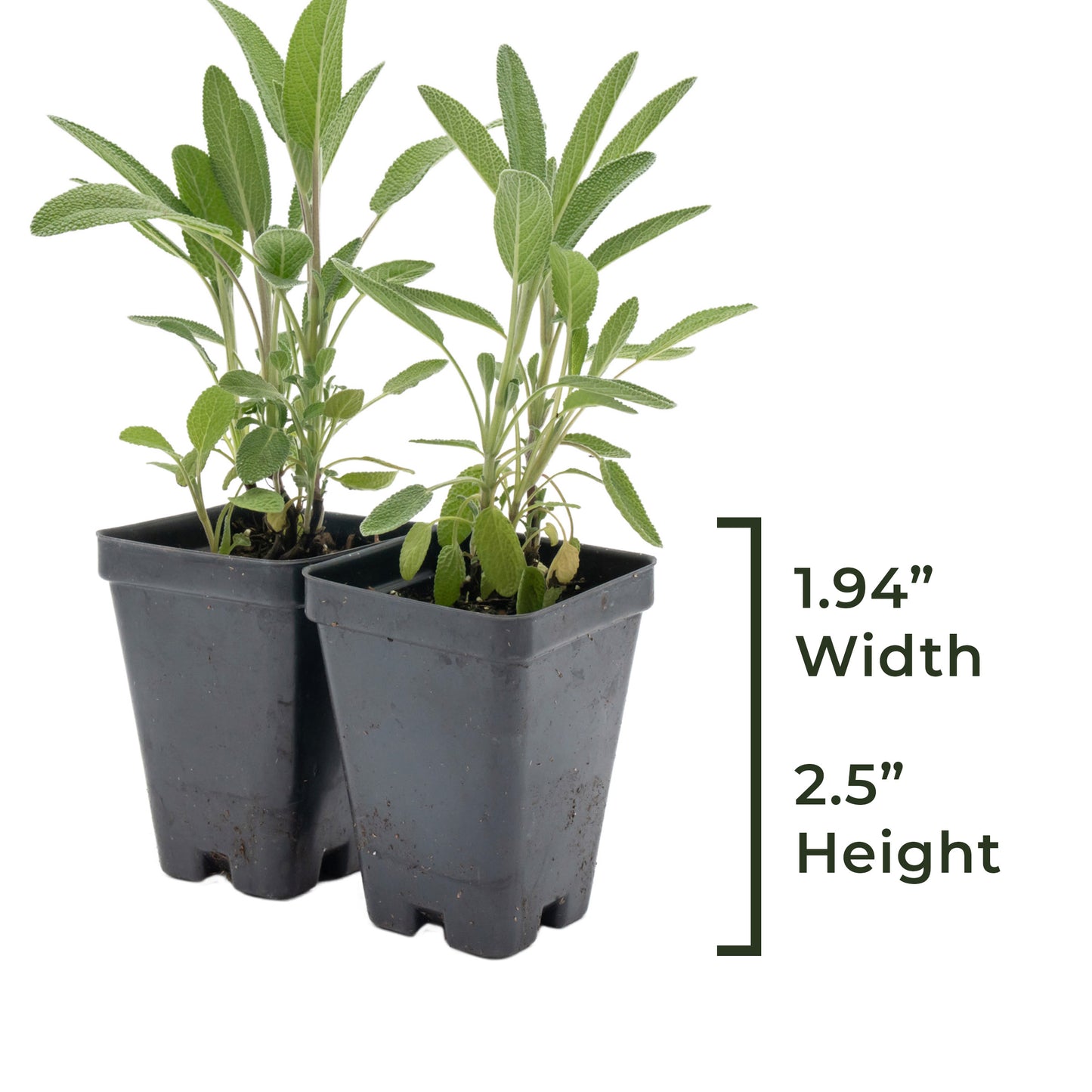 Common Sage | Live Herb in 2.5 Inch Nursery Cube | Salvia officinalis