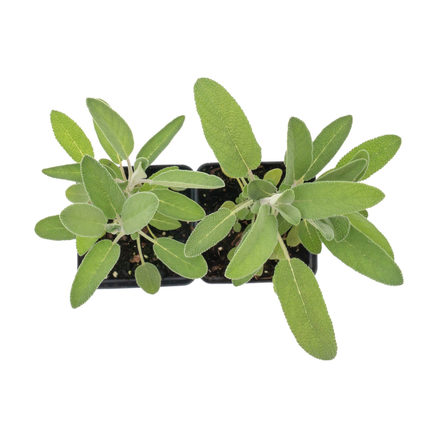 Common Sage | Live Herb in 2.5 Inch Nursery Cube | Salvia officinalis