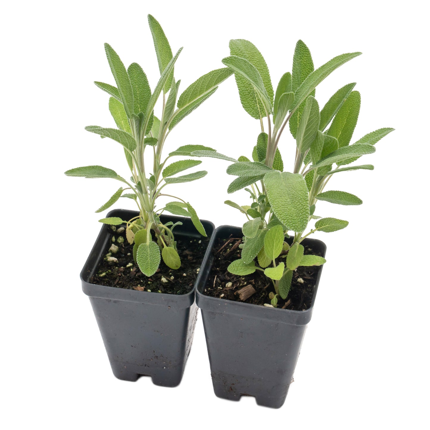 Common Sage | Live Herb in 2.5 Inch Nursery Cube | Salvia officinalis