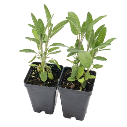 Common Sage | Live Herb in 2.5 Inch Nursery Cube | Salvia officinalis