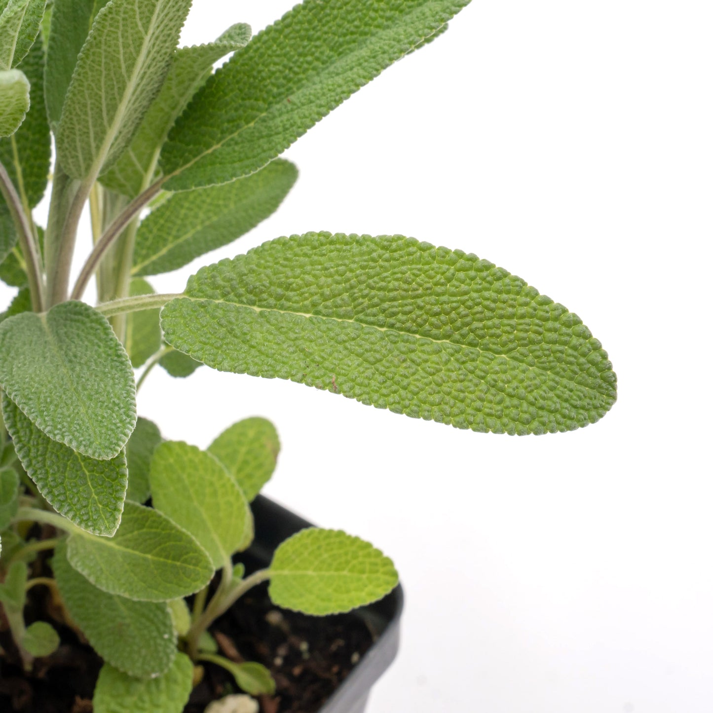 Common Sage | Live Herb in 2.5 Inch Nursery Cube | Salvia officinalis