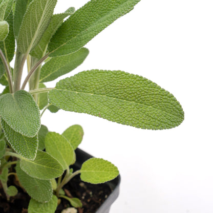 Common Sage | Live Herb in 2.5 Inch Nursery Cube | Salvia officinalis