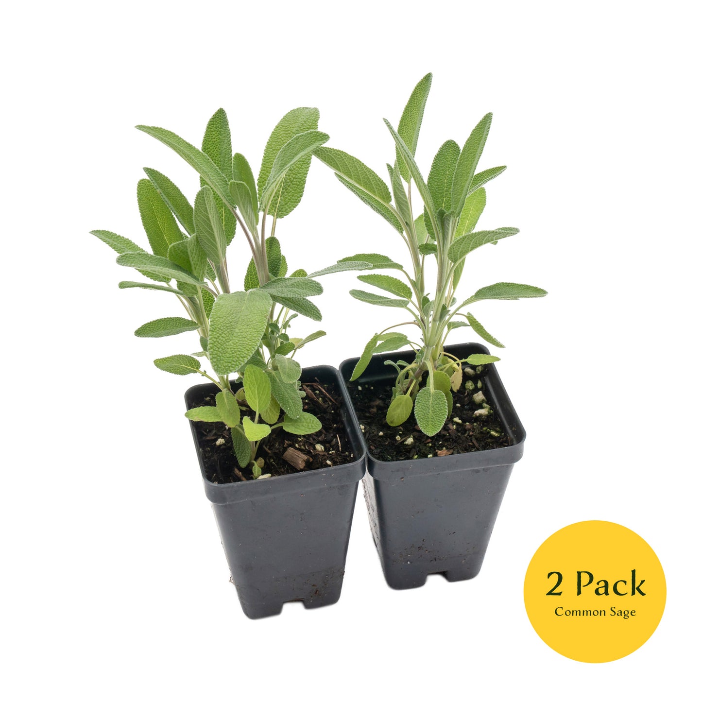 Common Sage | Live Herb in 2.5 Inch Nursery Cube | Salvia officinalis