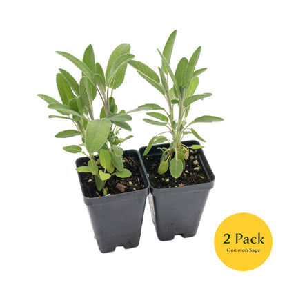 Common Sage | Live Herb in 2.5 Inch Nursery Cube | Salvia officinalis
