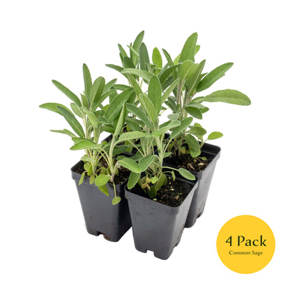 Common Sage | Live Herb in 2.5 Inch Nursery Cube | Salvia officinalis