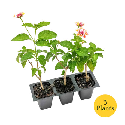 Confetti Lantana in 2.5” Nursery Cubes (Lantana camara 'Confetti') | Live Evergreen Flowering Shrub for Borders, Groundcover & Containers