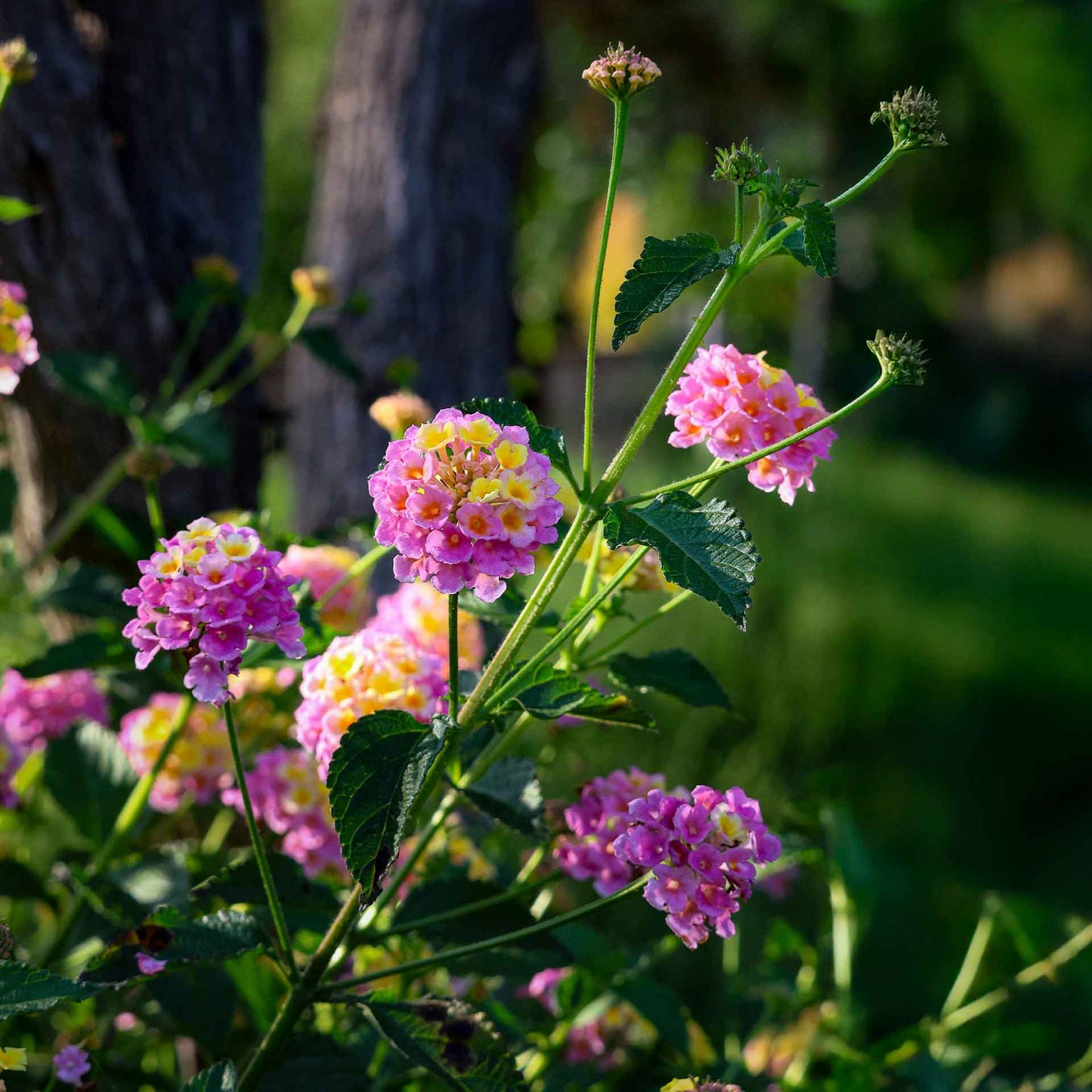 Confetti Lantana in 2.5” Nursery Cubes (Lantana camara 'Confetti') | Live Evergreen Flowering Shrub for Borders, Groundcover & Containers