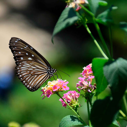 Confetti Lantana in 2.5” Nursery Cubes (Lantana camara 'Confetti') | Live Evergreen Flowering Shrub for Borders, Groundcover & Containers