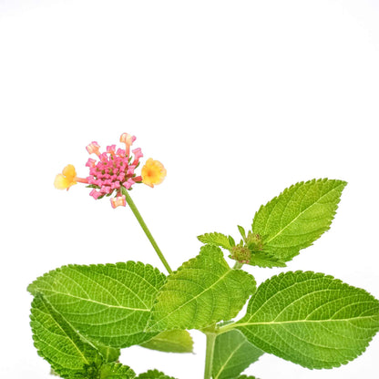Confetti Lantana in 2.5” Nursery Cubes (Lantana camara 'Confetti') | Live Evergreen Flowering Shrub for Borders, Groundcover & Containers