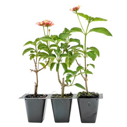 Confetti Lantana in 2.5” Nursery Cubes (Lantana camara 'Confetti') | Live Evergreen Flowering Shrub for Borders, Groundcover & Containers
