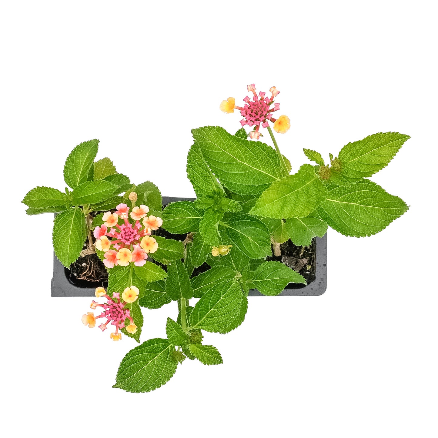 Confetti Lantana in 2.5” Nursery Cubes (Lantana camara 'Confetti') | Live Evergreen Flowering Shrub for Borders, Groundcover & Containers