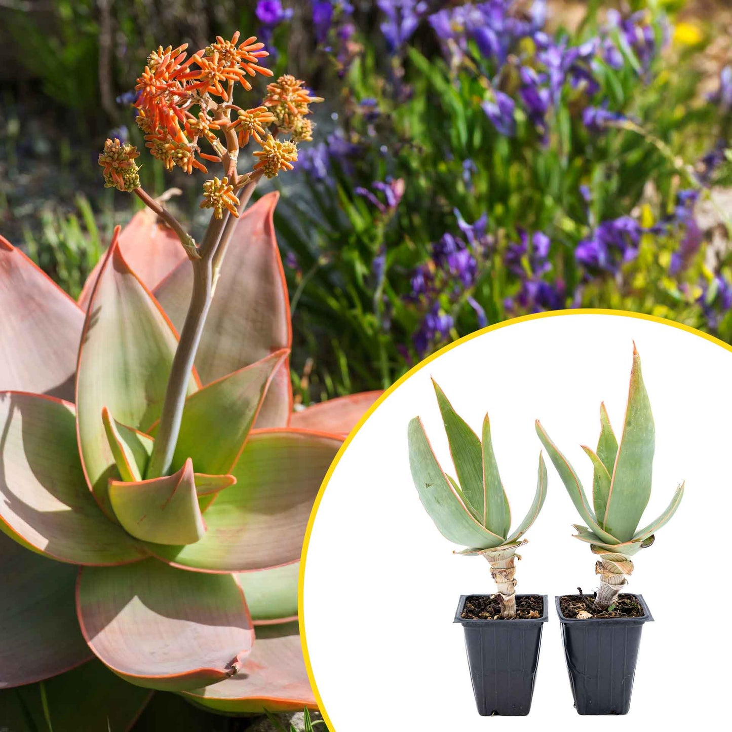 2 Coral Aloe Succulents, Live Plants in 3.5" Cubes (Aloe Striate) Smooth Spineless Evergreen Rosette Succulent with Coral-Orange Blooms