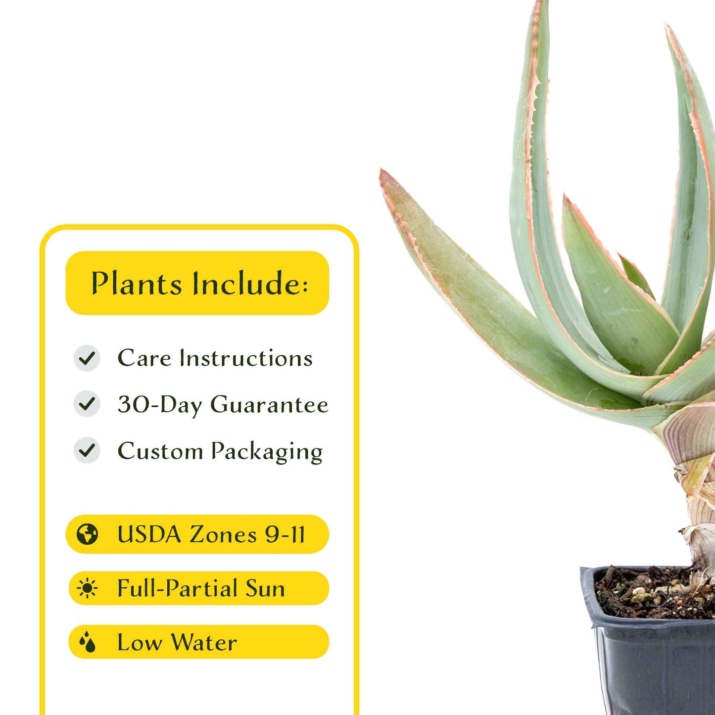 2 Coral Aloe Succulents, Live Plants in 3.5" Cubes (Aloe Striate) Smooth Spineless Evergreen Rosette Succulent with Coral-Orange Blooms