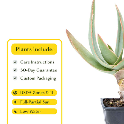 2 Coral Aloe Succulents, Live Plants in 3.5" Cubes (Aloe Striate) Smooth Spineless Evergreen Rosette Succulent with Coral-Orange Blooms
