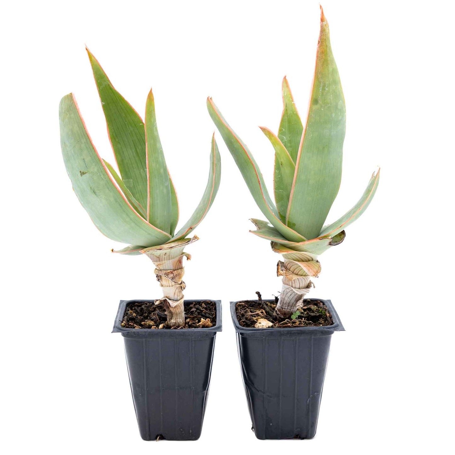 2 Coral Aloe Succulents, Live Plants in 3.5" Cubes (Aloe Striate) Smooth Spineless Evergreen Rosette Succulent with Coral-Orange Blooms