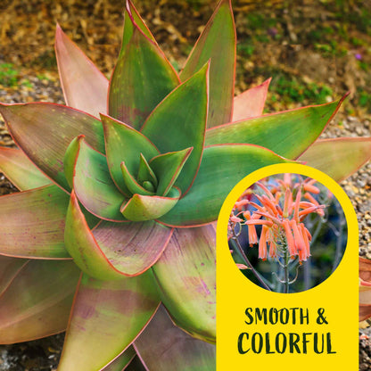2 Coral Aloe Succulents, Live Plants in 3.5" Cubes (Aloe Striate) Smooth Spineless Evergreen Rosette Succulent with Coral-Orange Blooms