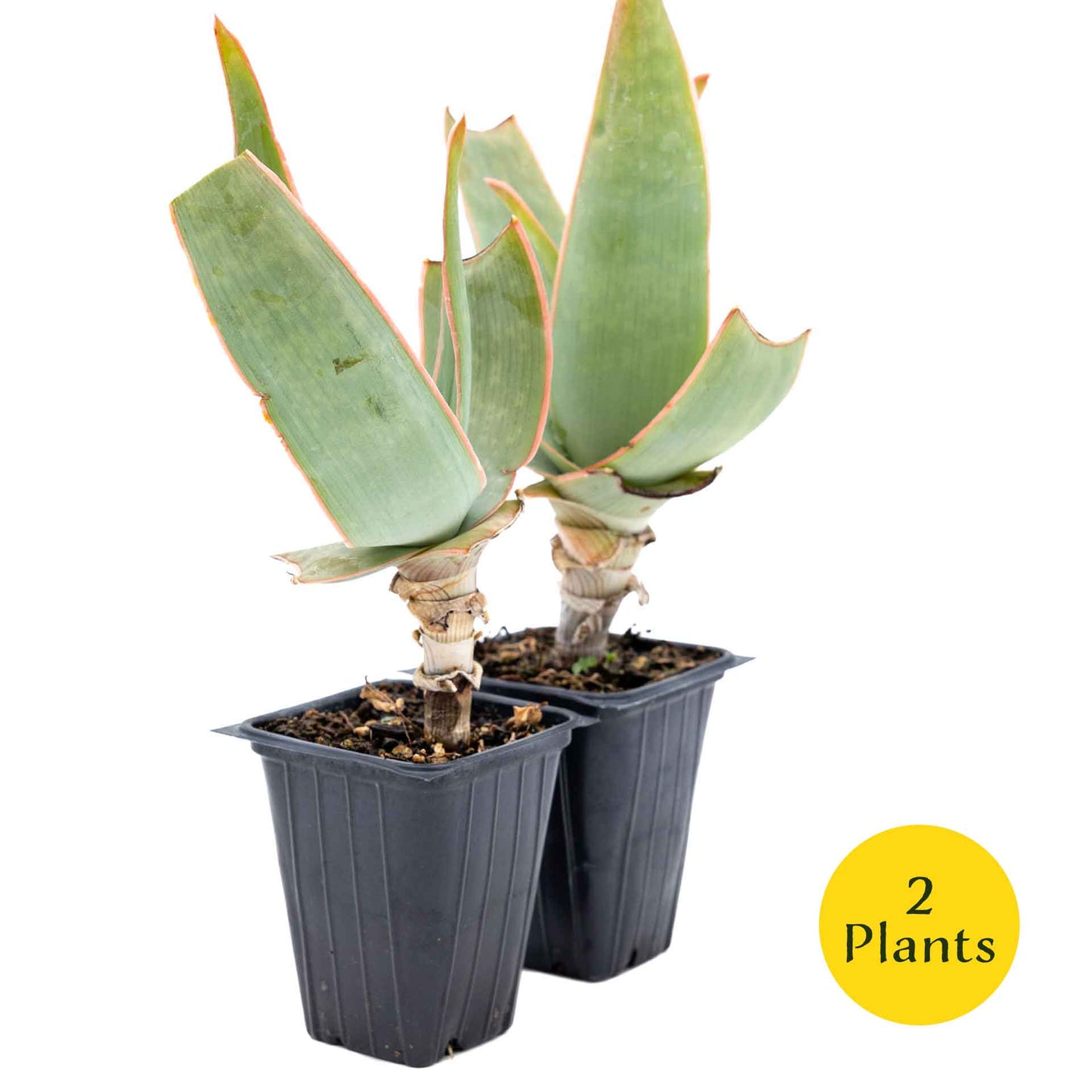 2 Coral Aloe Succulents, Live Plants in 3.5" Cubes (Aloe Striate) Smooth Spineless Evergreen Rosette Succulent with Coral-Orange Blooms