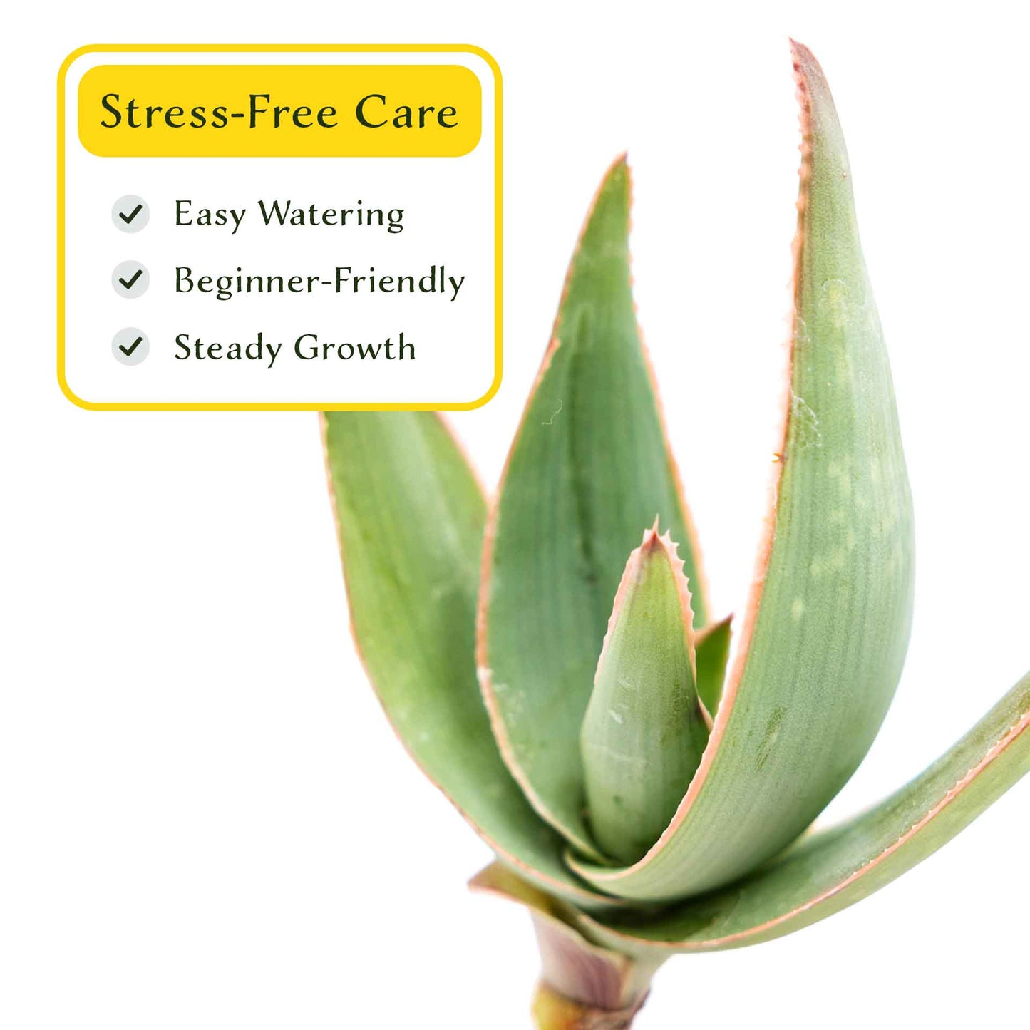 2 Coral Aloe Succulents, Live Plants in 3.5" Cubes (Aloe Striate) Smooth Spineless Evergreen Rosette Succulent with Coral-Orange Blooms