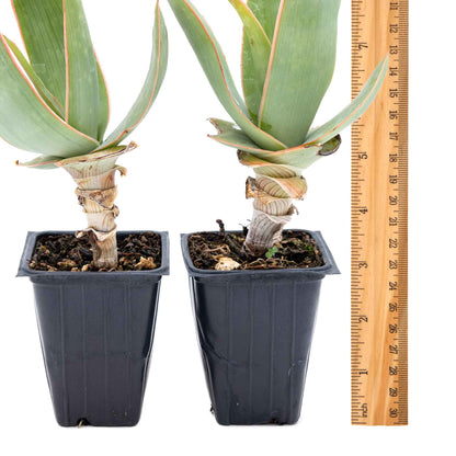 2 Coral Aloe Succulents, Live Plants in 3.5" Cubes (Aloe Striate) Smooth Spineless Evergreen Rosette Succulent with Coral-Orange Blooms
