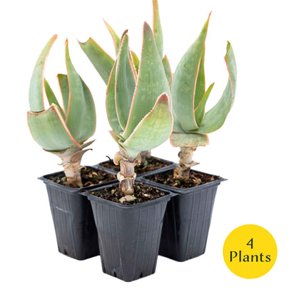 2 Coral Aloe Succulents, Live Plants in 3.5" Cubes (Aloe Striate) Smooth Spineless Evergreen Rosette Succulent with Coral-Orange Blooms