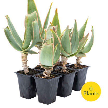 2 Coral Aloe Succulents, Live Plants in 3.5" Cubes (Aloe Striate) Smooth Spineless Evergreen Rosette Succulent with Coral-Orange Blooms