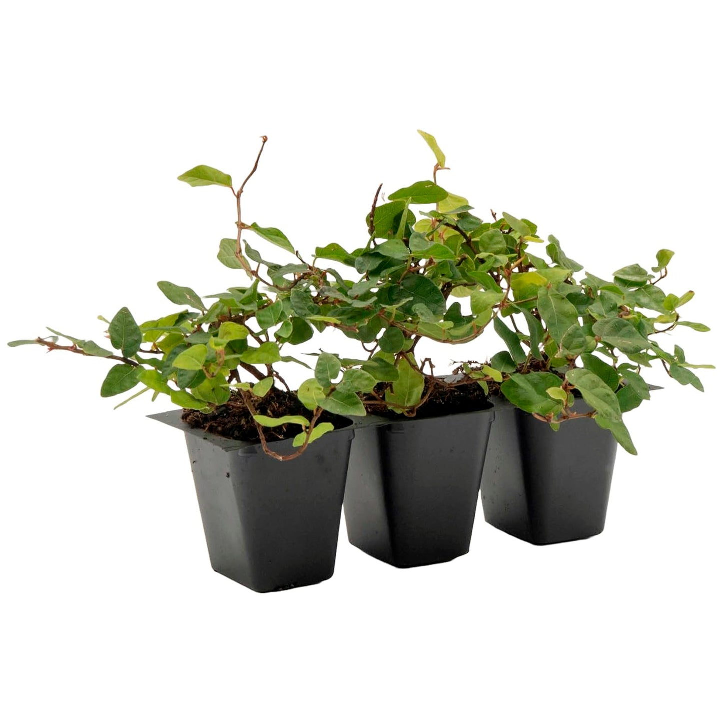 Creeping Fig | Live Plant in 2.5 Inch Nursery Cube | Ficus Repens