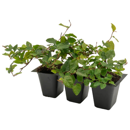 Creeping Fig | Live Plant in 2.5 Inch Nursery Cube | Ficus Repens