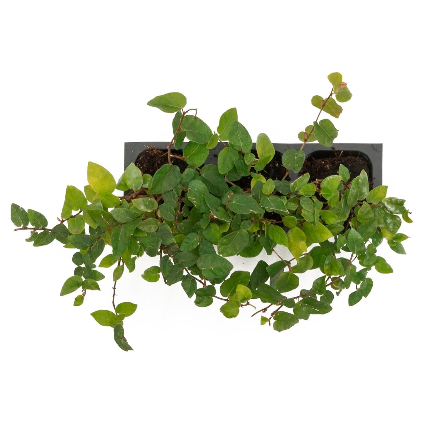 Creeping Fig | Live Plant in 2.5 Inch Nursery Cube | Ficus Repens