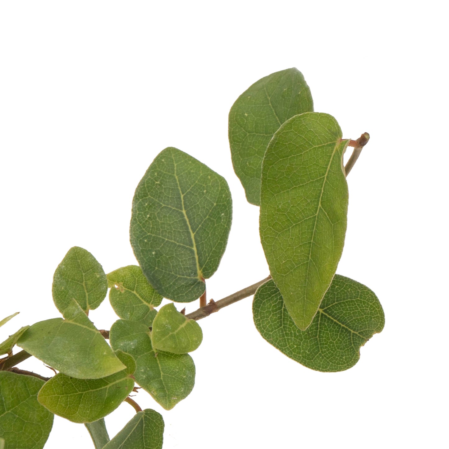 Creeping Fig | Live Plant in 2.5 Inch Nursery Cube | Ficus Repens