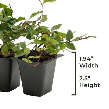 Creeping Fig | Live Plant in 2.5 Inch Nursery Cube | Ficus Repens