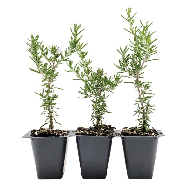 Creeping Rosemary (Rosmarinus Officinalis 'Prostratus') in 2.5" Nursery Cubes