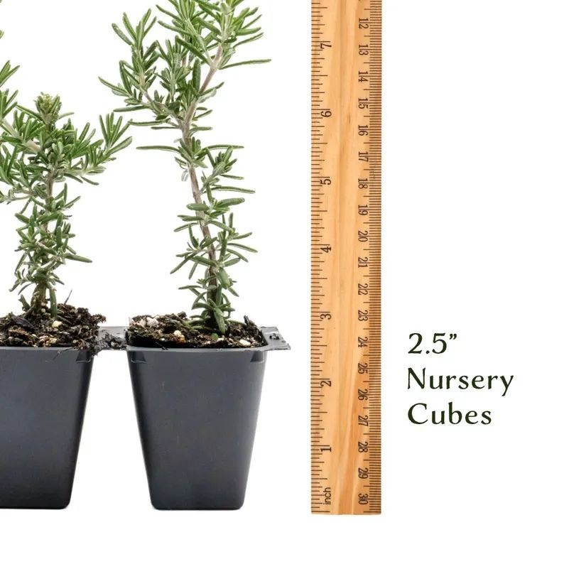 Creeping Rosemary (Rosmarinus Officinalis 'Prostratus') in 2.5" Nursery Cubes