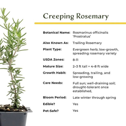 Creeping Rosemary (Rosmarinus Officinalis 'Prostratus') in 2.5" Nursery Cubes