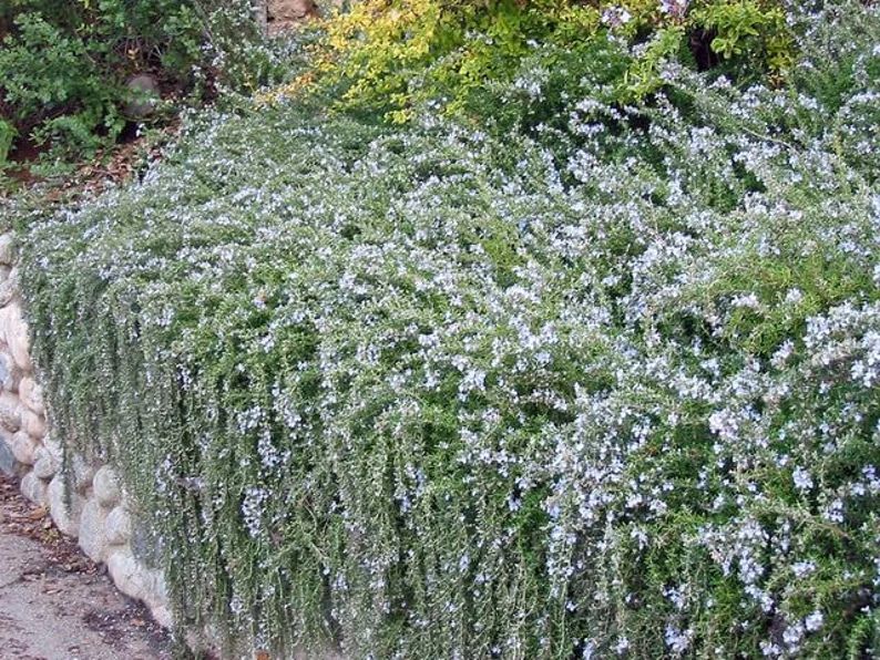 Creeping Rosemary (Rosmarinus Officinalis 'Prostratus') in 2.5" Nursery Cubes
