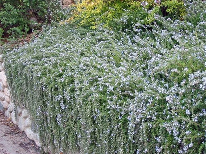 Creeping Rosemary (Rosmarinus Officinalis 'Prostratus') in 2.5" Nursery Cubes