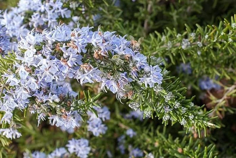 Creeping Rosemary (Rosmarinus Officinalis 'Prostratus') in 2.5" Nursery Cubes