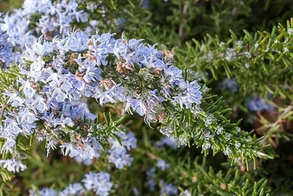 Creeping Rosemary (Rosmarinus Officinalis 'Prostratus') in 2.5" Nursery Cubes