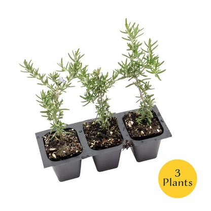 Creeping Rosemary (Rosmarinus Officinalis 'Prostratus') in 2.5" Nursery Cubes