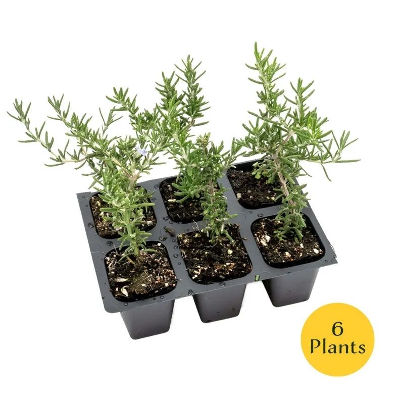 Creeping Rosemary (Rosmarinus Officinalis 'Prostratus') in 2.5" Nursery Cubes