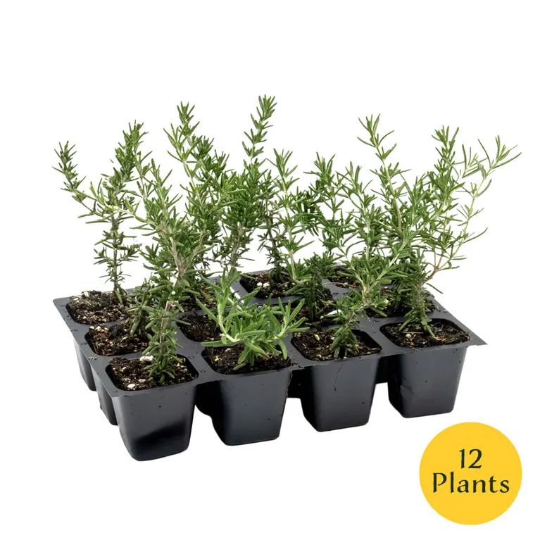 Creeping Rosemary (Rosmarinus Officinalis 'Prostratus') in 2.5" Nursery Cubes