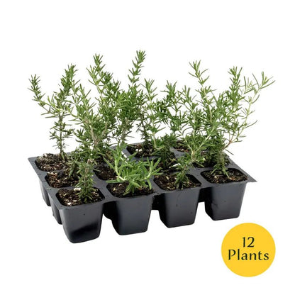Creeping Rosemary (Rosmarinus Officinalis 'Prostratus') in 2.5" Nursery Cubes