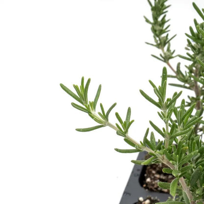 Creeping Rosemary (Rosmarinus Officinalis 'Prostratus') in 2.5" Nursery Cubes