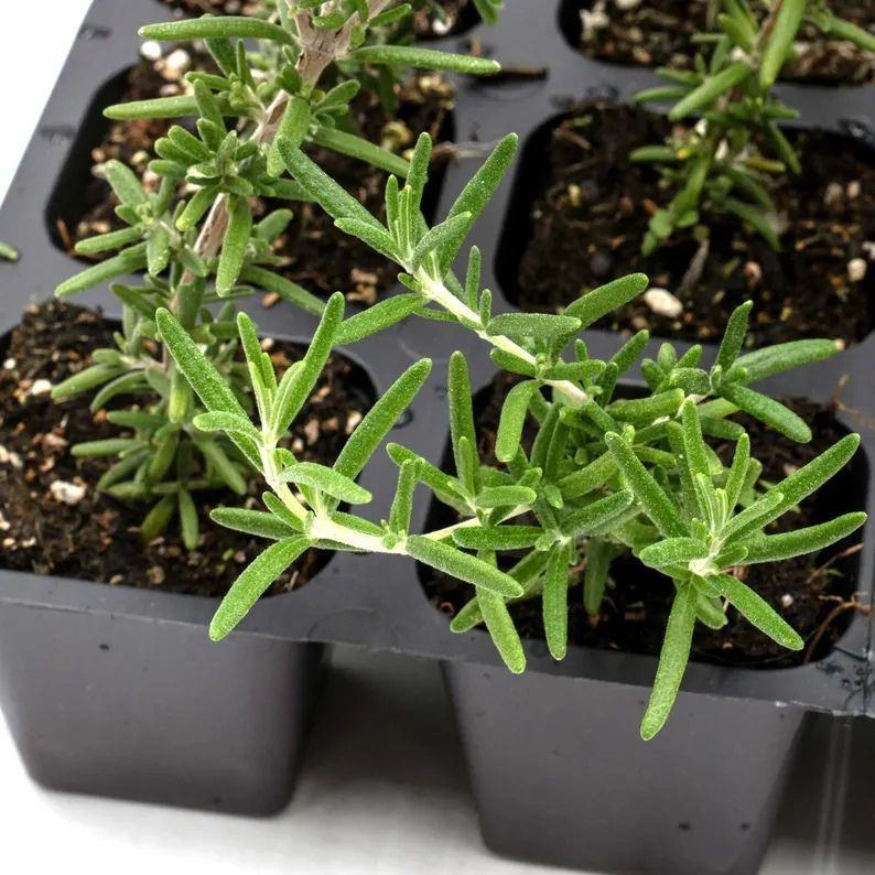 Creeping Rosemary (Rosmarinus Officinalis 'Prostratus') in 2.5" Nursery Cubes