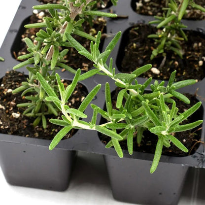 Creeping Rosemary (Rosmarinus Officinalis 'Prostratus') in 2.5" Nursery Cubes