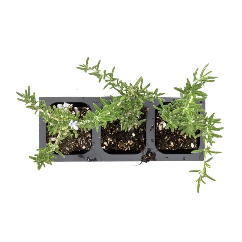 Creeping Rosemary (Rosmarinus Officinalis 'Prostratus') in 2.5" Nursery Cubes
