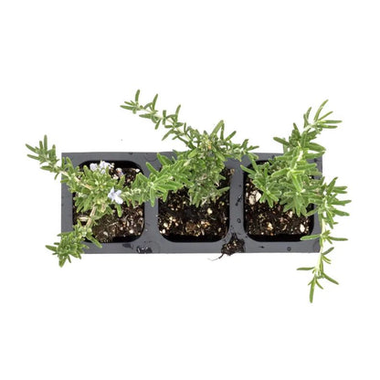 Creeping Rosemary (Rosmarinus Officinalis 'Prostratus') in 2.5" Nursery Cubes